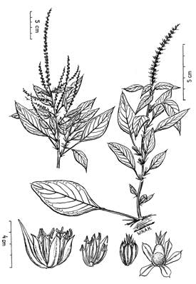 Foto van Amaranthus spinosus L.