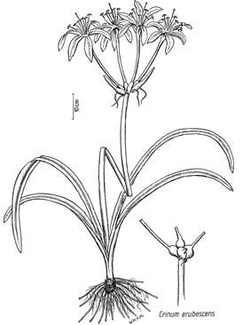 Foto van Crinum erubescens L.f. ex Aiton.